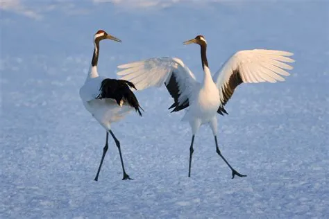  The Dancing Crane A Magical Tale about Transformation and Sacrifice from Ancient Japan!